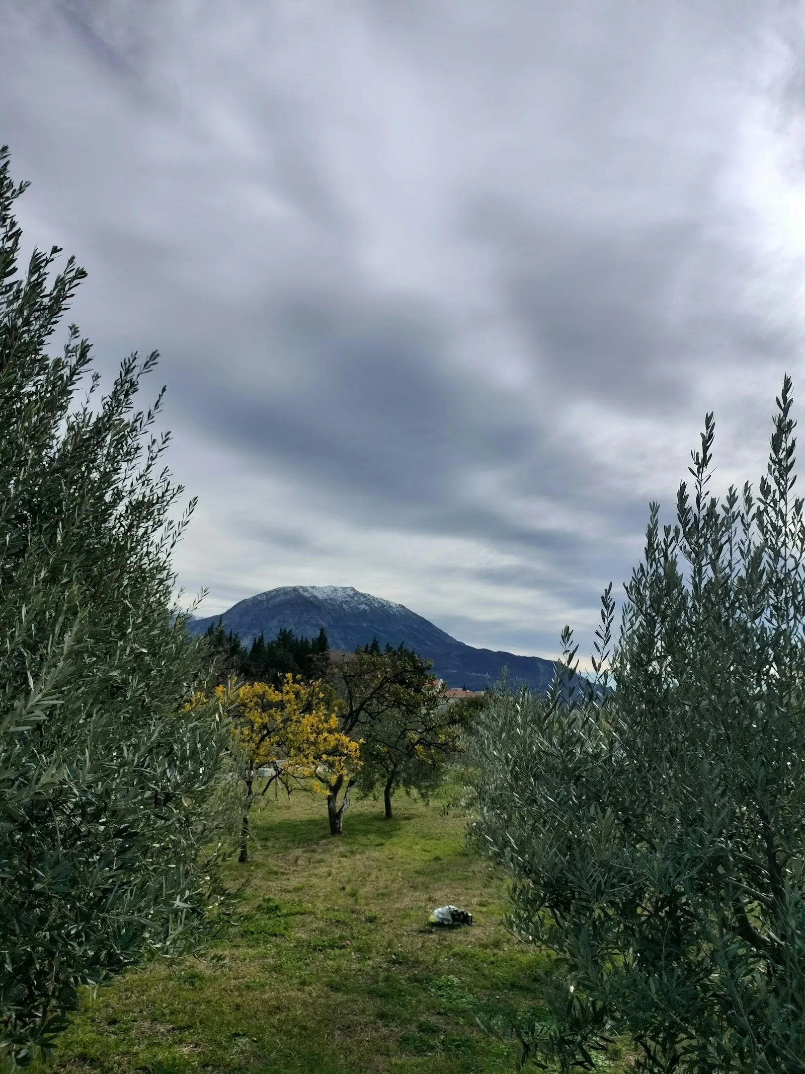 Olivenhain vor einer Bergsilhouette